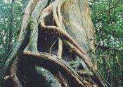 eko1-05.jpg (15470 oCg)