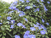 seibu03.jpg (21704 oCg)