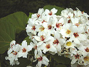 seibu10.jpg (16608 oCg)