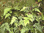 seibu11.jpg (23637 oCg)