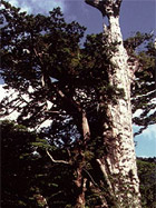 kigen.jpg (17410 oCg)