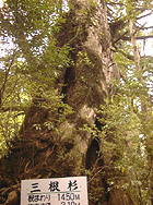 rand24.jpg (21577 oCg)